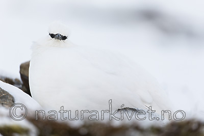 KA_180305_117 / Lagopus muta hyperborea / Svalbardrype