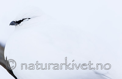 KA_180305_130 / Lagopus muta hyperborea / Svalbardrype