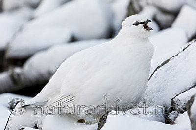 KA_180305_152 / Lagopus muta hyperborea / Svalbardrype