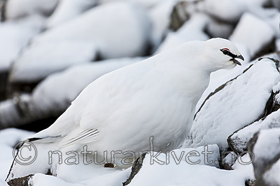 KA_180305_155 / Lagopus muta hyperborea / Svalbardrype