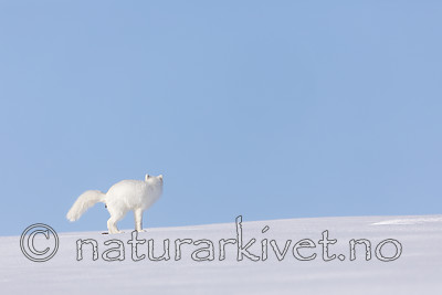 KA_180412_400 / Vulpes lagopus / Fjellrev