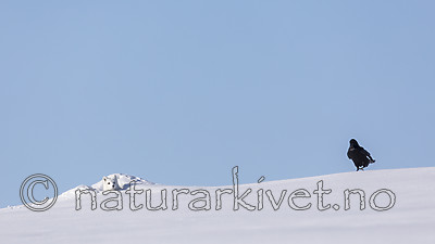 KA_180412_438 / Corvus corax / Ravn <br /> Vulpes lagopus / Fjellrev