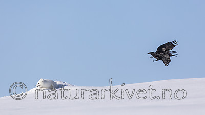 KA_180412_440 / Corvus corax / Ravn <br /> Vulpes lagopus / Fjellrev