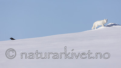 KA_180412_457 / Corvus corax / Ravn <br /> Vulpes lagopus / Fjellrev