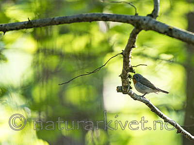 KA_180526_7 / Ficedula parva / Dvergfluesnapper