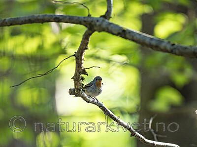 KA_180526_8 / Ficedula parva / Dvergfluesnapper