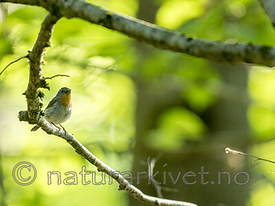 KA_180526_9 / Ficedula parva / Dvergfluesnapper