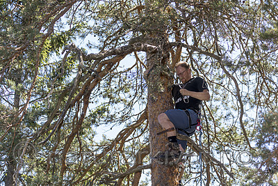 KA_180608_37 / Haliaeetus albicilla / Havørn