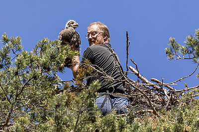 KA_180608_46 / Haliaeetus albicilla / Havørn