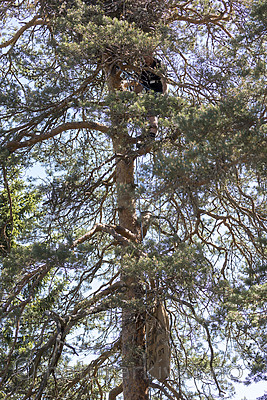 KA_180608_51 / Haliaeetus albicilla / Havørn