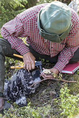 KA_180608_86 / Haliaeetus albicilla / Havørn