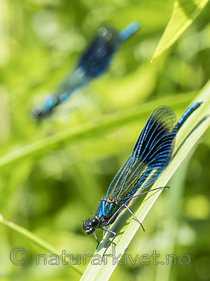 KA_180616_104 / Calopteryx splendens / Blåbånd-vannymfe
