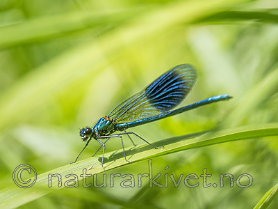 KA_180616_106 / Calopteryx splendens / Blåbånd-vannymfe
