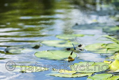 KA_180616_3 / Calopteryx splendens / Blåbånd-vannymfe