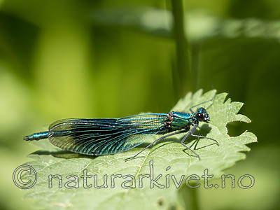 KA_180616_50 / Calopteryx splendens / Blåbånd-vannymfe