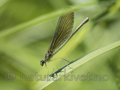 KA_180616_71 / Calopteryx virgo / Blåvingevannymfe