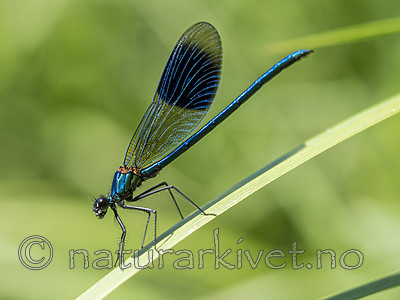KA_180616_92 / Calopteryx splendens / Blåbånd-vannymfe
