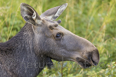 KA_180814_87 / Alces alces / Elg