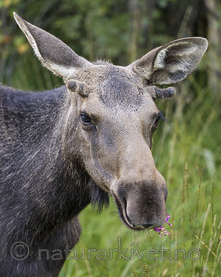 KA_180814_93 / Alces alces / Elg