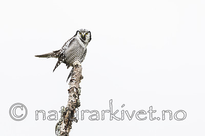 KA_180822_88 / Surnia ulula / Haukugle