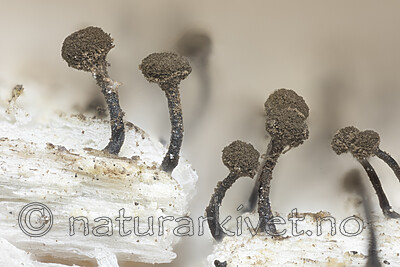 KA_180903_brunneola / Chaenotheca brunneola / Fausknål