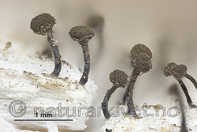 KA_180903_brunneola_mm / Chaenotheca brunneola / Fausknål