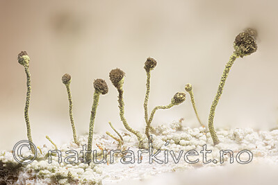 KA_180904_chlorella / Chaenotheca chlorella / Vortenål