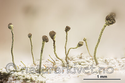 KA_180904_chlorella_mm / Chaenotheca chlorella / Vortenål