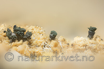 KA_180904_disseminatum / Microcalicium disseminatum / Krukkenål