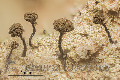 KA_180906_stemonea_mm / Chaenotheca stemonea / Skyggenål