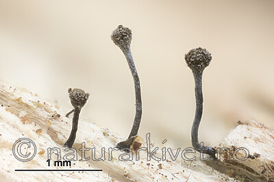 KA_180906_xyloxena_mm / Chaenotheca xyloxena / Puslenål