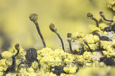 KA_180911_chrysocephala / Chaenotheca chrysocephala / Gulgrynnål