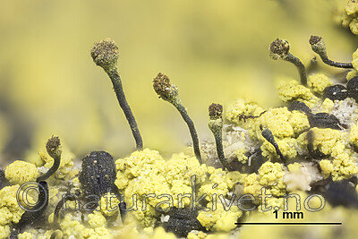 KA_180911_chrysocephala_mm / Chaenotheca chrysocephala / Gulgrynnål