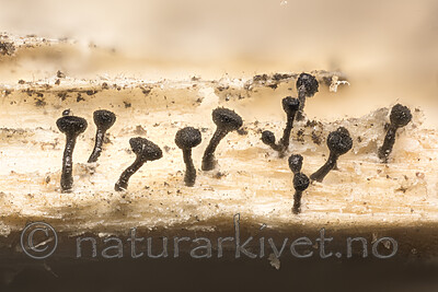 KA_180918_debilis / Chaenothecopsis debilis