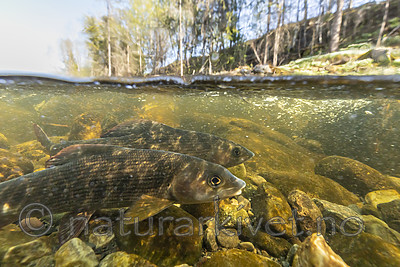 KA_190515_52 / Thymallus thymallus / Harr