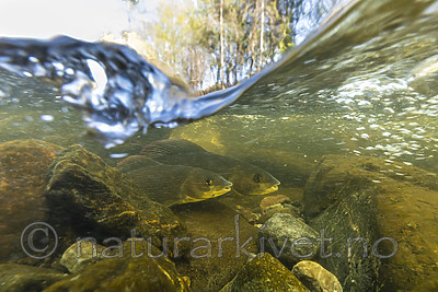 KA_190515_59 / Thymallus thymallus / Harr