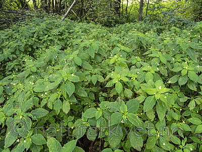 KA_190903_49 / Impatiens parviflora / Mongolspringfrø