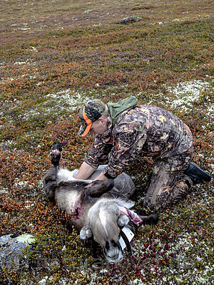 KA_190914_11 / Rangifer tarandus / Rein