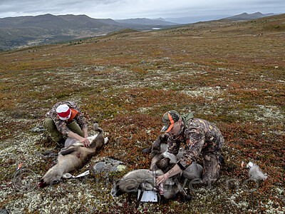 KA_190914_13 / Rangifer tarandus / Rein