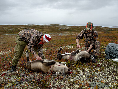 KA_190914_8 / Rangifer tarandus / Rein