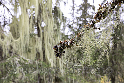 KA_190923_102 / Usnea longissima / Huldrestry