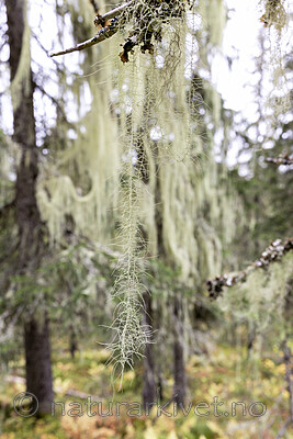 KA_190923_103 / Usnea longissima / Huldrestry