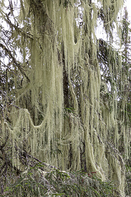 KA_190923_109 / Usnea longissima / Huldrestry