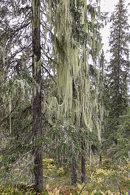 KA_190923_111 / Usnea longissima / Huldrestry