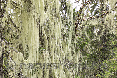 KA_190923_117 / Usnea longissima / Huldrestry