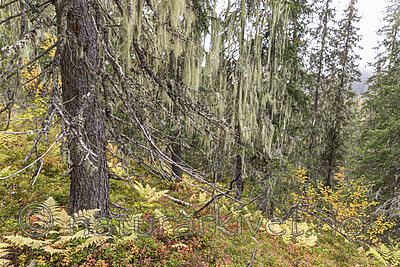 KA_190923_119 / Usnea longissima / Huldrestry