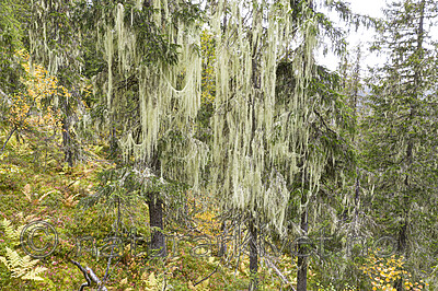 KA_190923_157 / Usnea longissima / Huldrestry