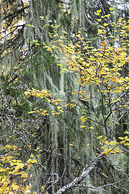 KA_190923_162 / Usnea longissima / Huldrestry
