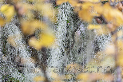 KA_190923_164 / Usnea longissima / Huldrestry