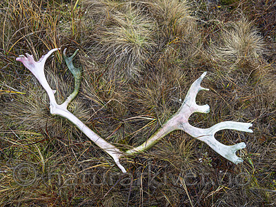 KA_190926_3 / Rangifer tarandus / Rein